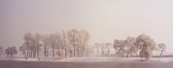 雪景   树  阳光   冬天高清