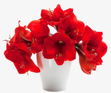 一盆红色百合免抠