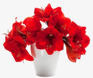 一盆红色百合免抠