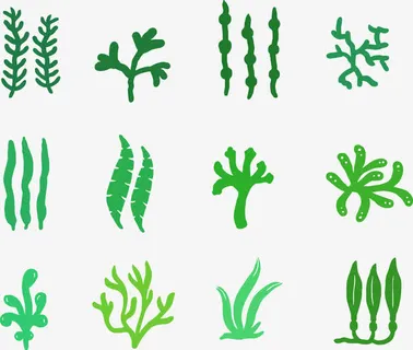 绿色海草免抠