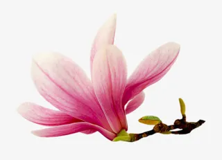 粉色玉兰花免抠