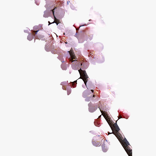 粉色花瓣免抠