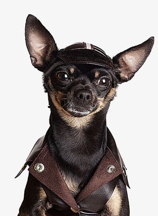 穿衣服的吉娃娃小狗免抠