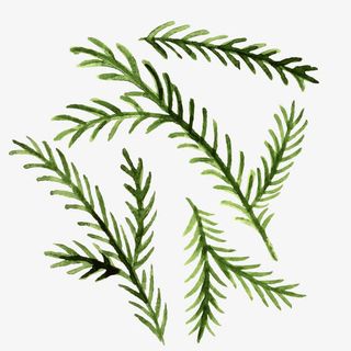 黄衫树叶插画素材矢量免抠