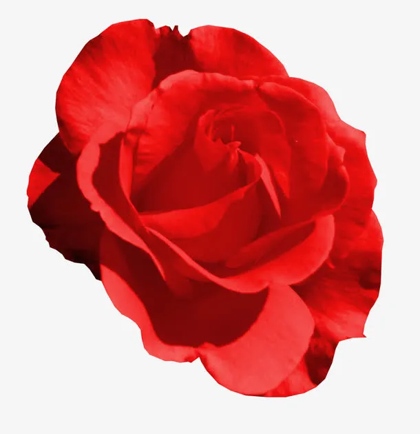 玫瑰花朵免抠