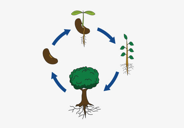 绿色生态圈免抠
