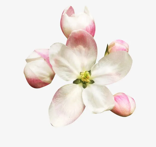 淡粉色梨花花瓣花苞图片素材免抠