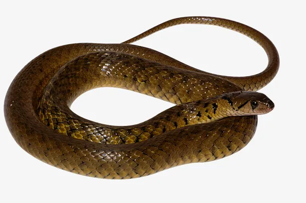 蛇-判卷起来的蛇免抠