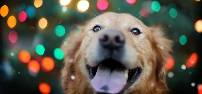 可爱小狗海报素材高清