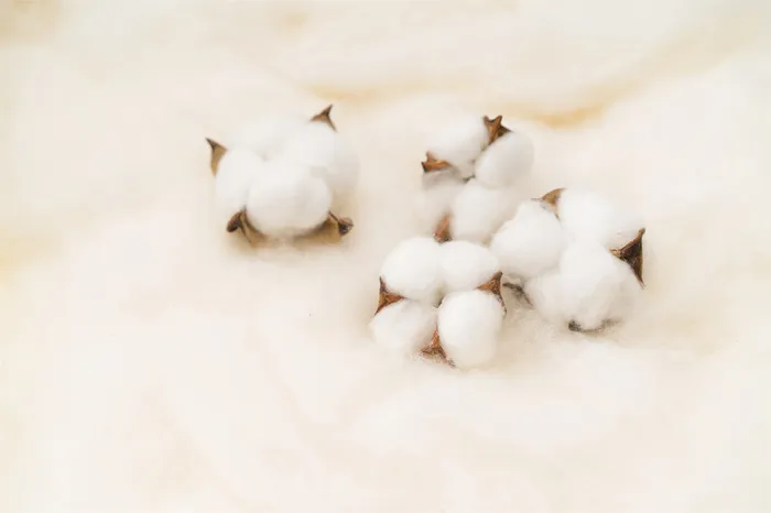 白棉花摆拍图系列高清