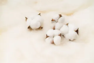 白棉花摆拍图系列高清