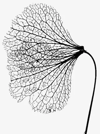 花卉纹理标本免抠