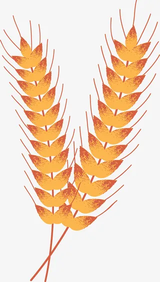 麦子手绘谷物图免抠