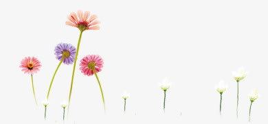 花瓣免抠
