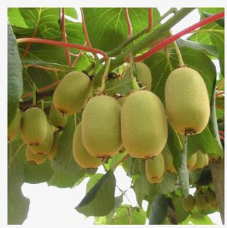 树上新鲜的红心猕猴桃免抠