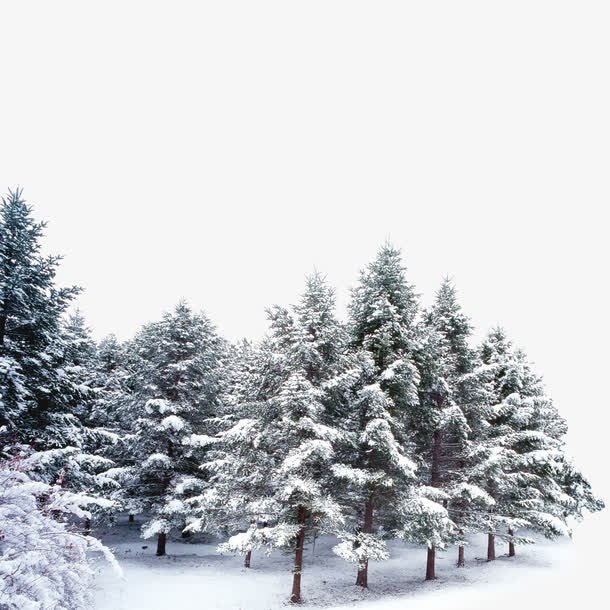 雪花覆盖的树林免抠