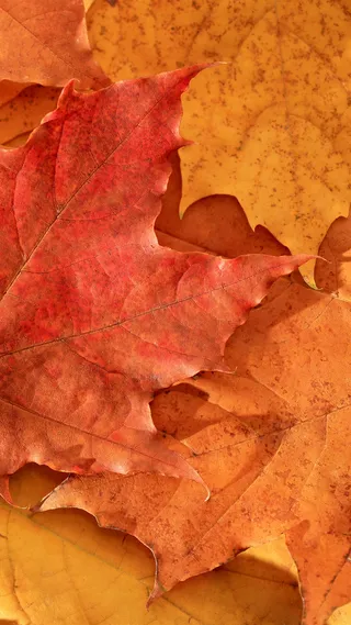 枫叶H5背景高清