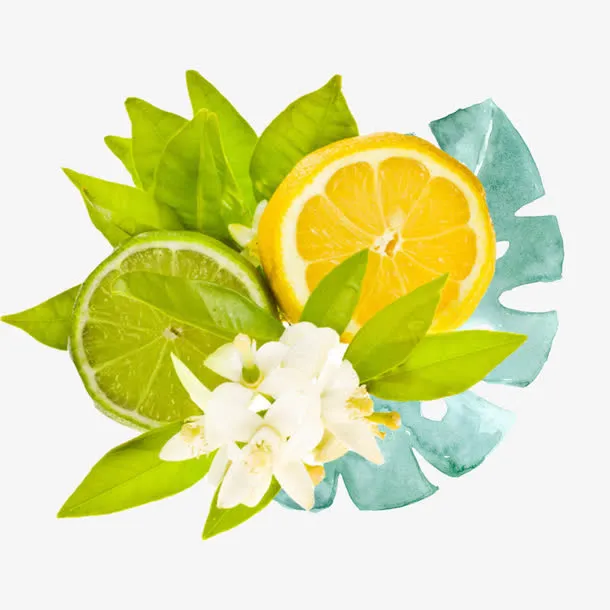 青橘白色花朵花卉矢量素材免抠