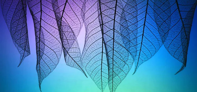 蓝色树叶纹理背景图高清