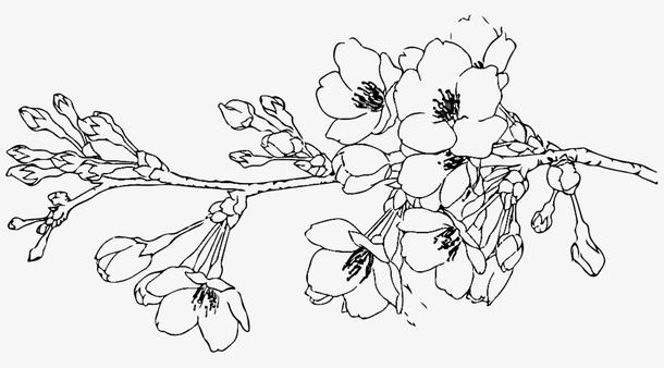 一支梅花简笔画线稿透明图免抠