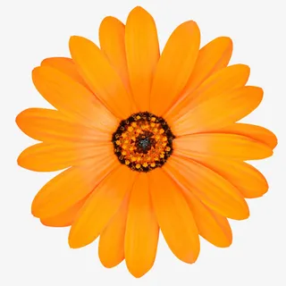 橙红色有观赏性黑色一朵大花实物免抠
