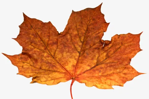 枫叶免抠