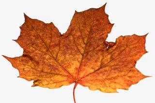枫叶免抠