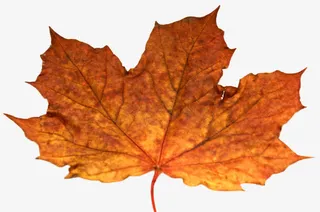 枫叶免抠