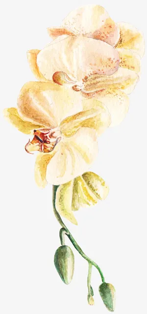 手绘卡通装饰花瓣花草装饰海报设免抠