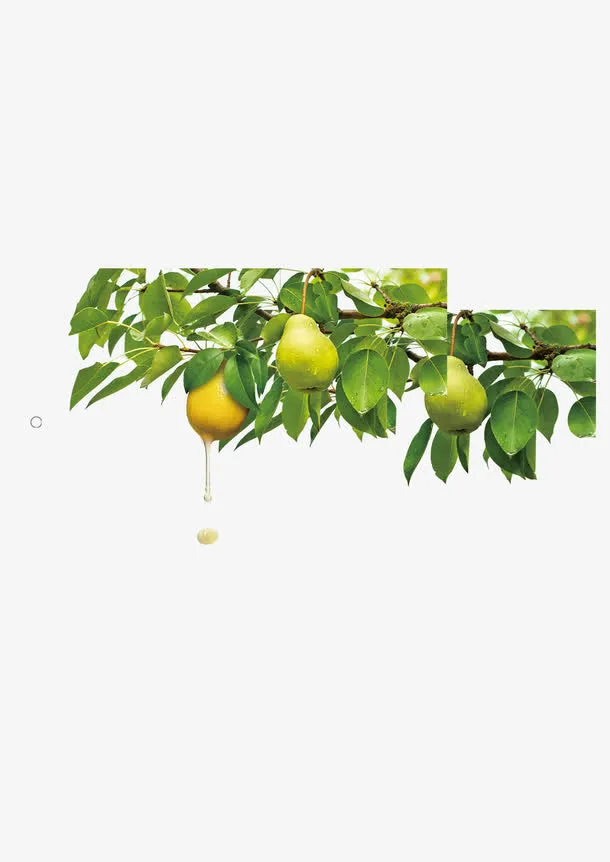 树上的橙子免抠