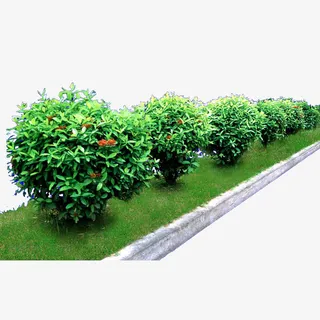 景观树木丛免抠