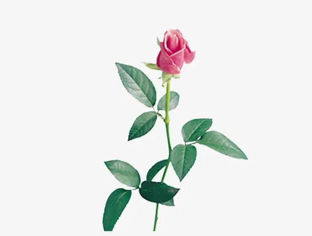 鲜花免抠