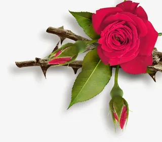 玫瑰花--花之韵免抠