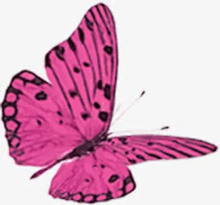 浪漫粉色蝴蝶免抠