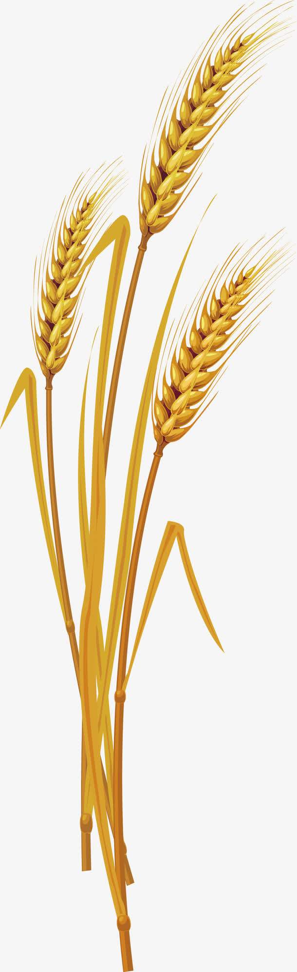 小麦矢量免抠