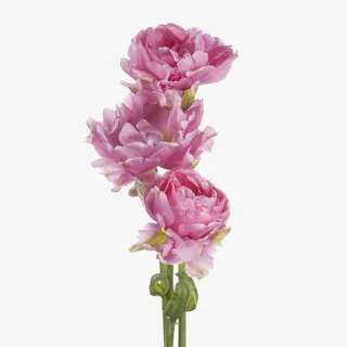 三朵紫色的大丽花免抠