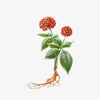 花朵  花  人参  绿草免抠