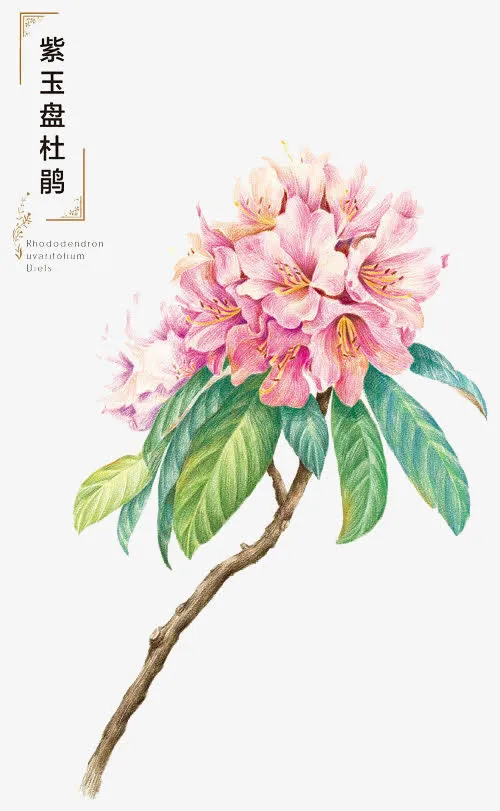 手绘花卉免抠