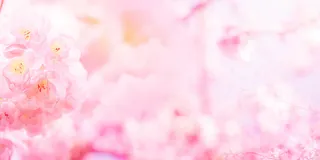 春天 粉红色 桃花 虚幻 浪漫 背景高清