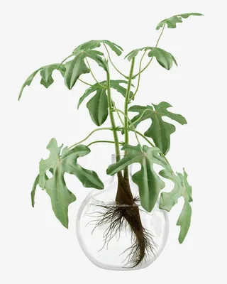 植物盆栽装饰无背景免抠水培PNG