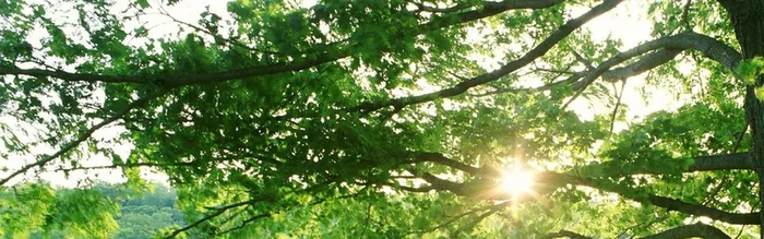 高清大树背景高清