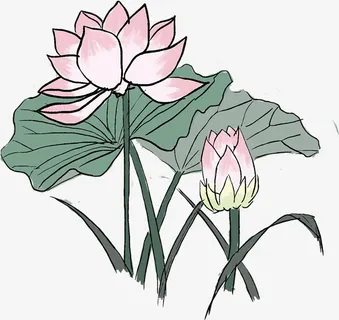 硬是荷花别样红免抠