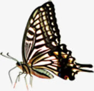 飞舞春天蝴蝶风光免抠装饰动物元素