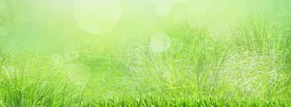 绿色草地淘宝背景