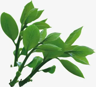春天清新绿叶树枝免抠