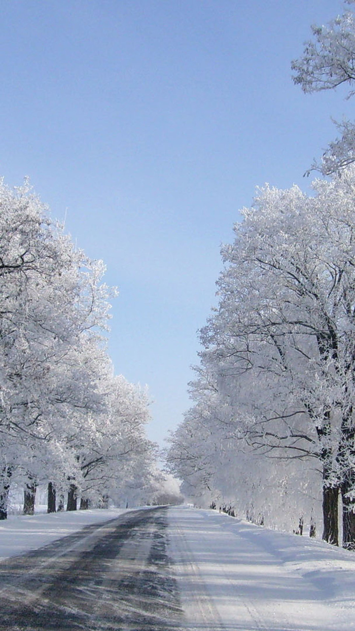 冬天樱花雪景H5背景高清