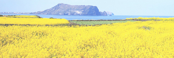 油菜花背景高清