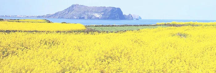 油菜花背景高清