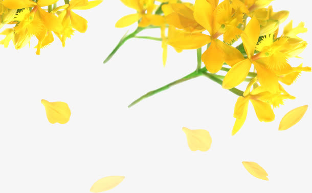 撒花黄花免抠