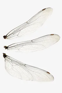 昆虫的翅膀免抠